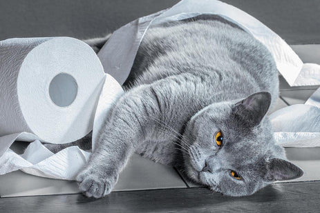 Kitty Litter Options - Petland's Guide to the Purr-Fect Cat Litter