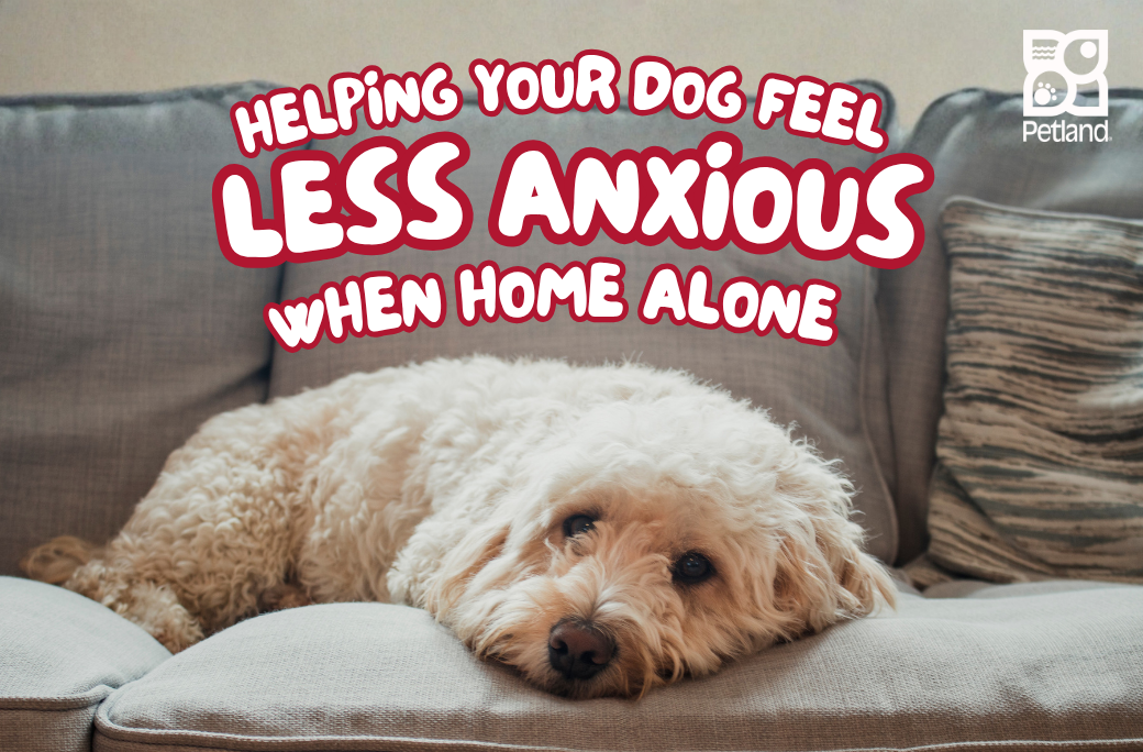 Helping Your Dog Feel Less Anxious When Home Alone