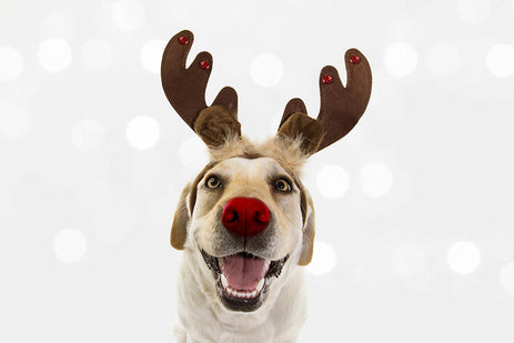 Holiday Pet Safety Tips from Petland