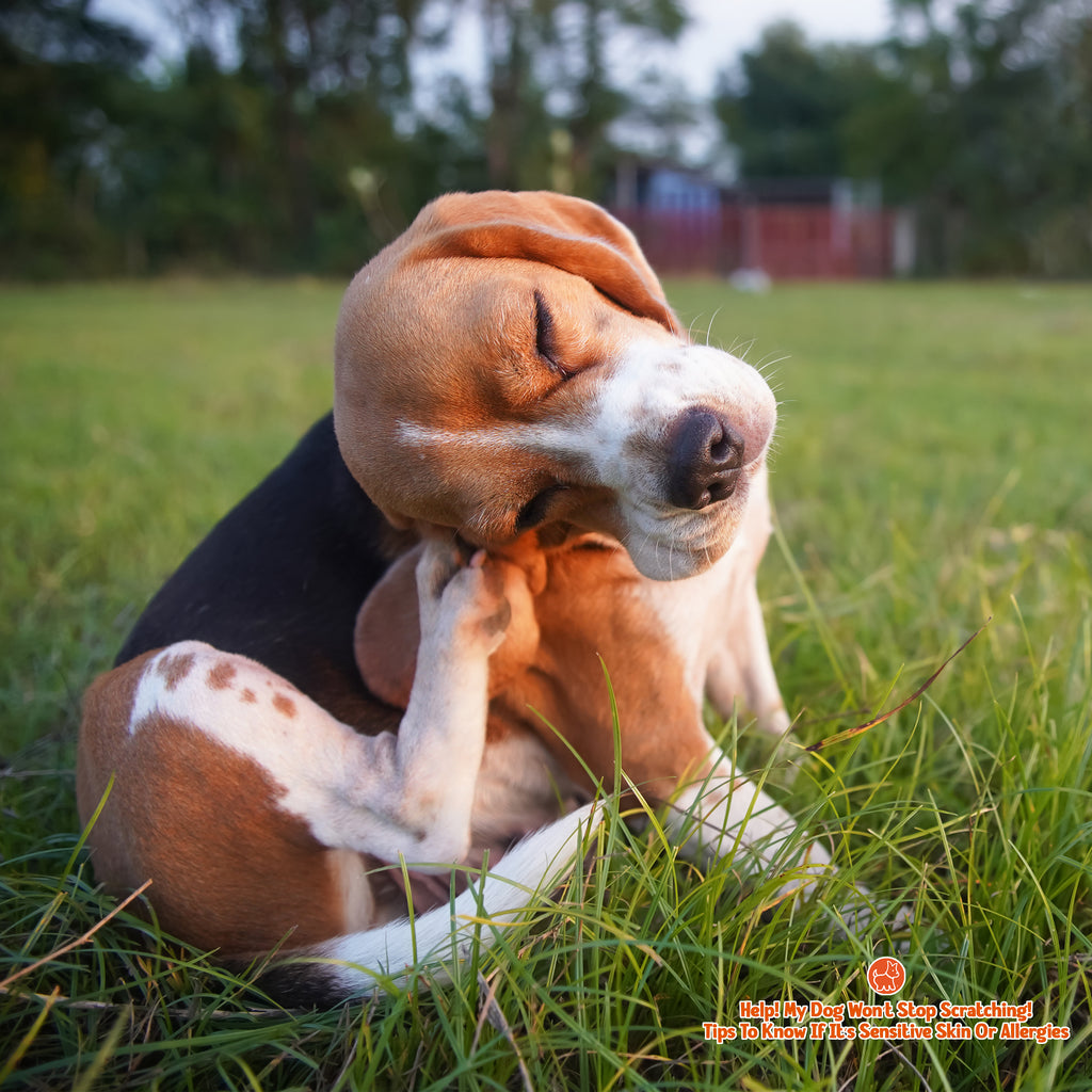 Help! My Dog Won’t Stop Scratching! Tips To Know If It’s Sensitive Ski