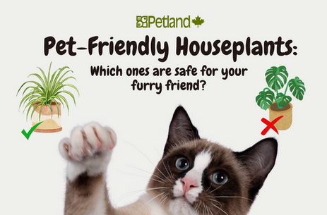 Pet-Friendly Houseplants: Which Ones Are Safe for Your Furry Friend?