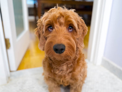 Separation Anxiety in Pets and what you can do to help!