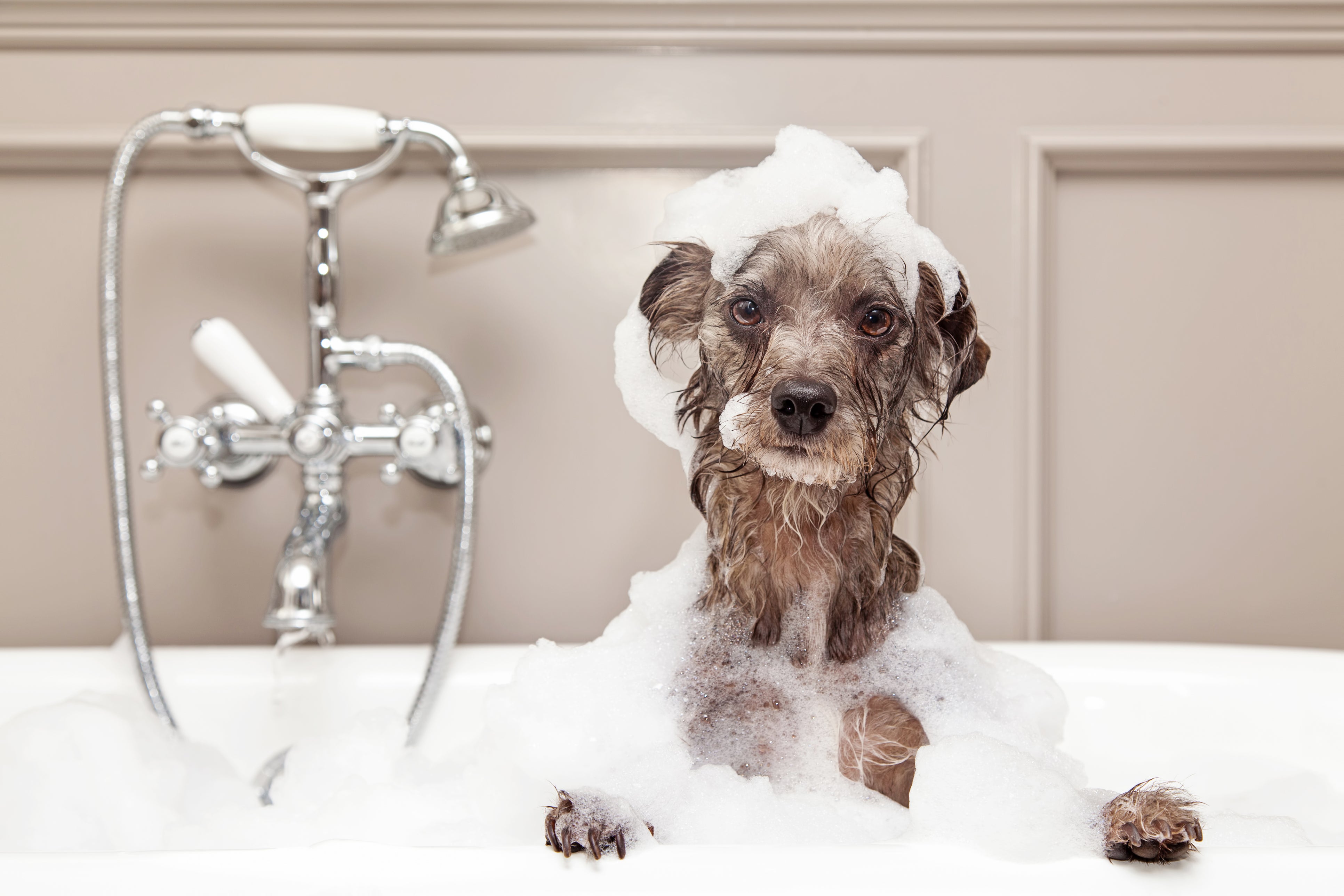 Grooming Your Dog: It’s Easier Than You Think!