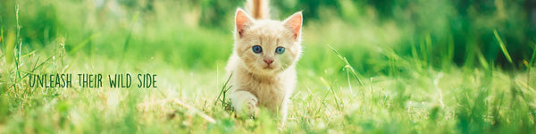 Spring Clean Up - Cat