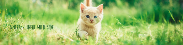 July Flyer - Littepets &amp; Max &amp; Marlow Automated Litter Boxes
