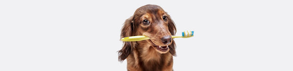 Dog Oral Care