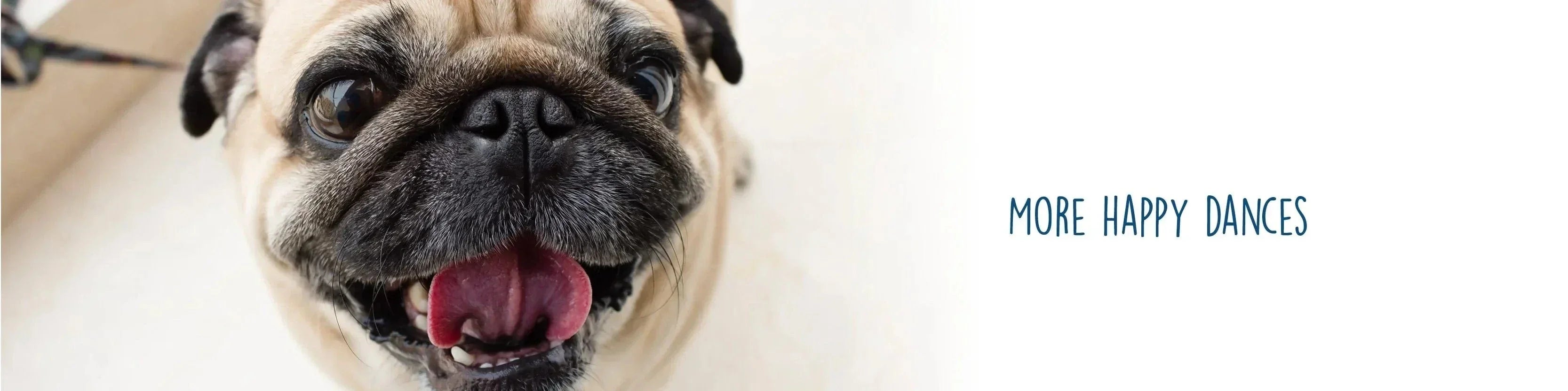 Spring Clean Up - Dog