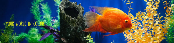 Spring Clean Up - Fish