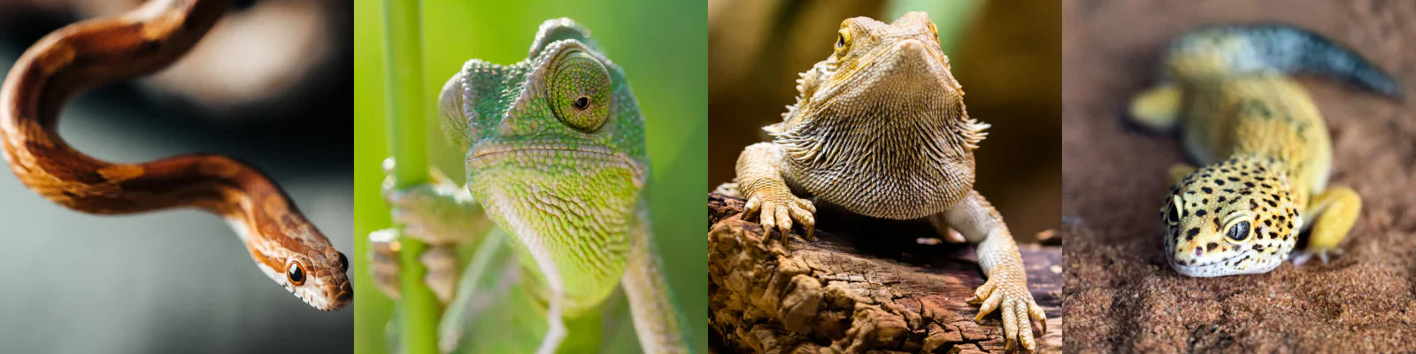 Spring Clean Up - Reptile
