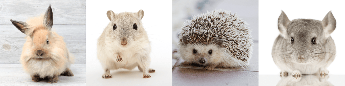 Spring Clean Up - Small Animal