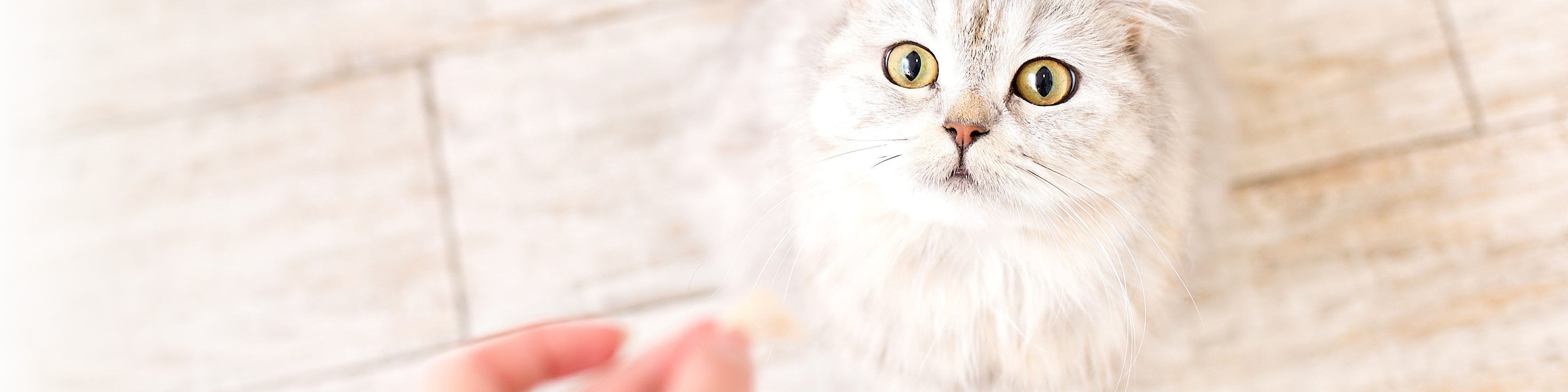 Cat Raw & Frozen Treats