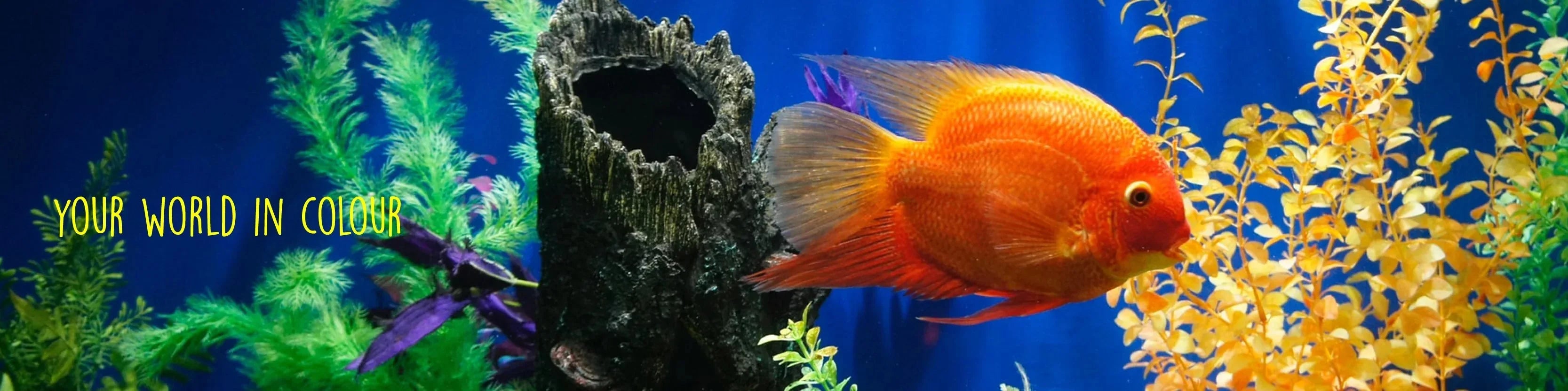 August Sale - Fish Plants