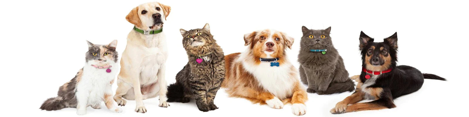 Cat Tags