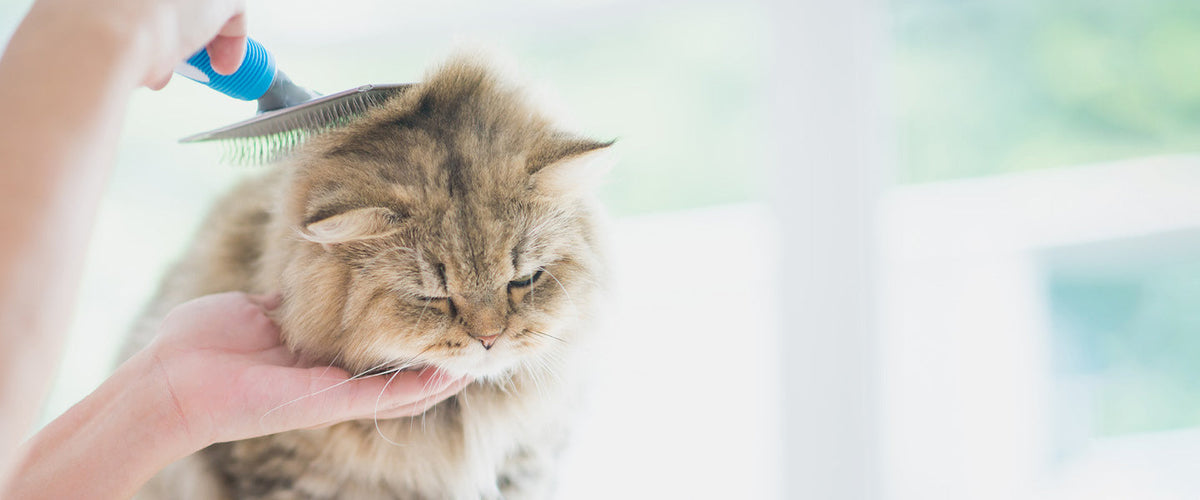 Cat Grooming