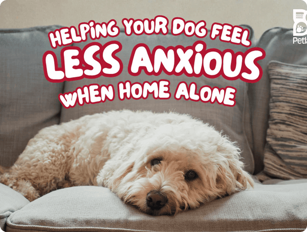 Keeping Your Pet Safe On Canada Day