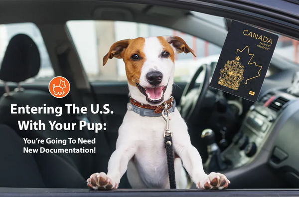Keeping Your Pet Safe On Canada Day