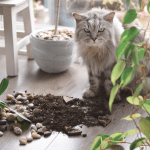 Safety Tips & Household Hazards