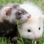 Caring for your Ferret