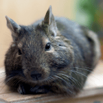 Caring for your Degu