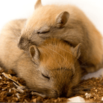 Caring for your Gerbil