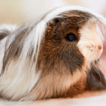 Caring for your Guinea Pig