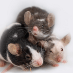 Caring for your Mice
