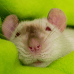 Caring for your Rat
