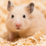 Caring for your Hamster