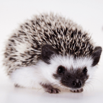 Caring for your Hedgehog