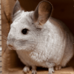 Caring for your Chinchilla