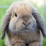 Caring for your Bunny