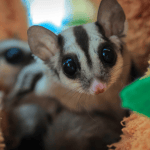 Caring for Your Sugar Glider