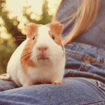 Vacationing With Your Pet