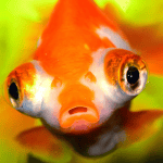 Do Your Fish Look Hungry
