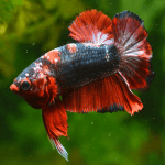 Caring for Your Betta