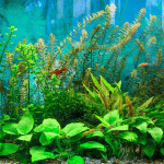 Keeping Live Plants