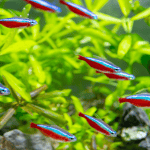 Freshwater Aquariums
