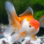 Caring for your Goldfish
