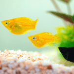 New Tank Syndrome