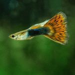 Aquarium Salt - A Healthy Preventative