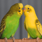 Caring for your budgie