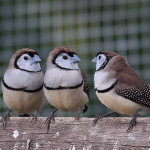 Caring for your finches