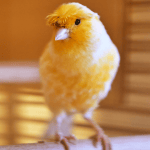 Caring for your pet canary