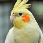 Caring for your pet cockatiel