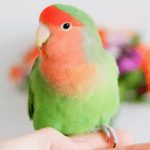 Caring for your pet Lovebird
