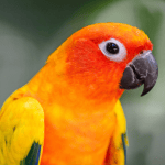Caring for your pet Parrot