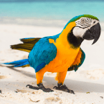 Vacationing with your pets