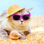 VACATIONING WITH YOUR PETS