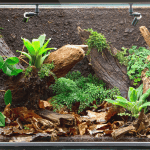 Keeping a Vivarium