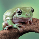 Caring for your Amphibian